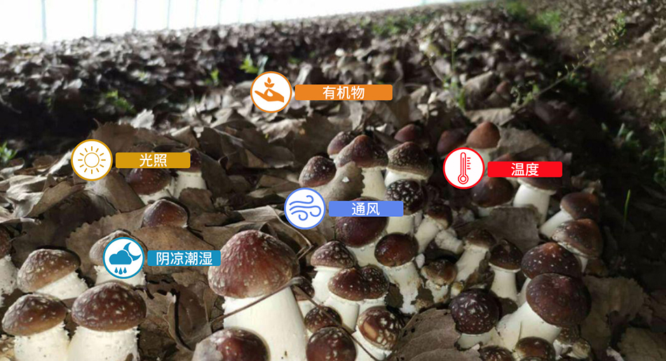 恒歌食用菌種植智能管理解決方案